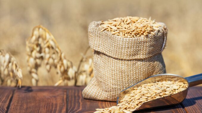 Oats photo for Media Release